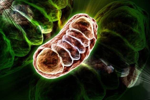 Alla scoperta del&nbsp;mitocondrio