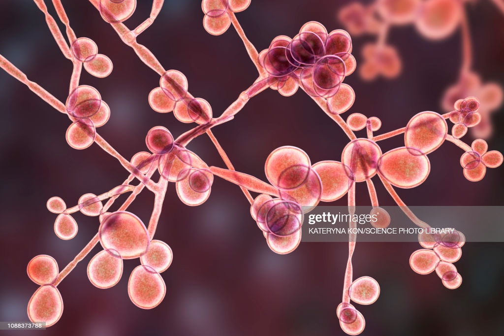 Un approccio osteopatico a Candida&nbsp;Albicans