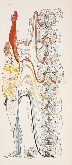 disturbi-sistema-nervoso