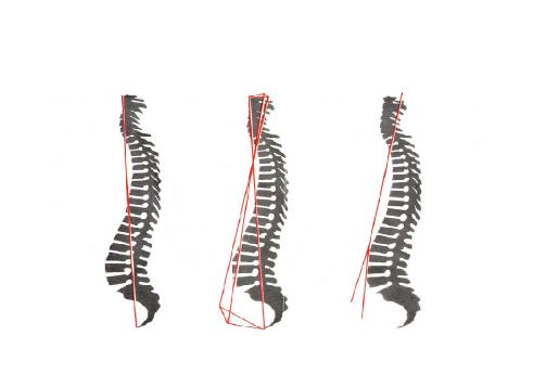 linee-di-forza-colonna-vertebrale