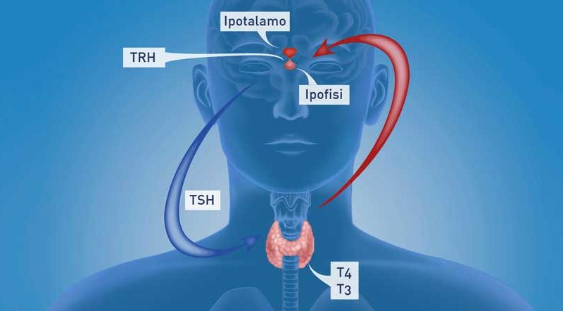Disturbi costituzionali e sistema endocrino parte&nbsp;2